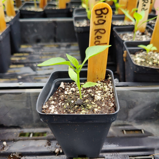 Pepper - Big Red - Whitwam Organics