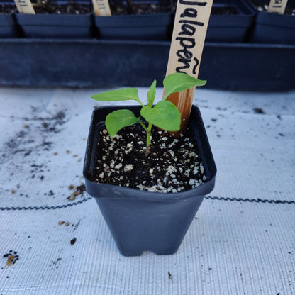 Pepper - Jalapeno M - Whitwam Organics