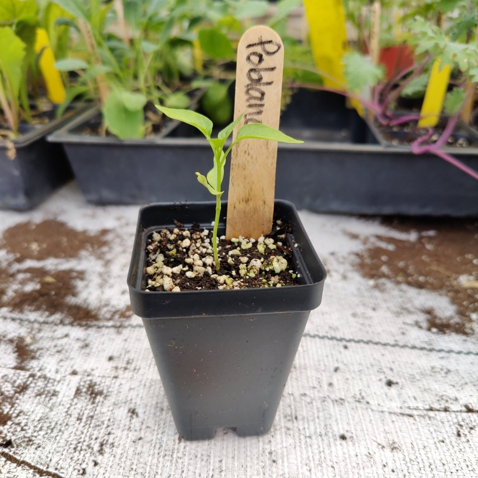 Pepper - Poblano - Whitwam Organics