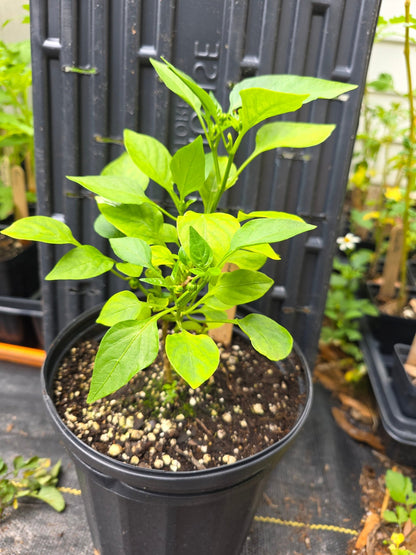 Pepper - Tenderbell Hybrid Mini Bell - Whitwam Organics