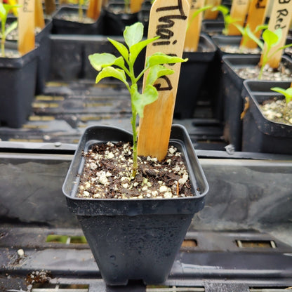 Pepper - Thai Bird - Whitwam Organics