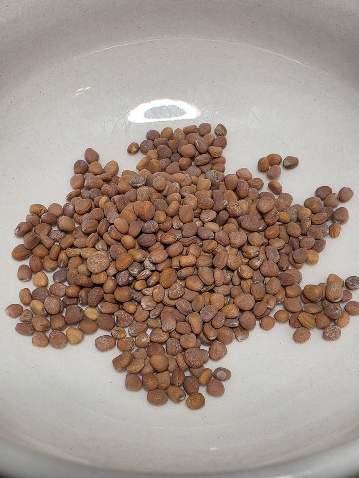 Radish - French Breakfast - Whitwam Organics