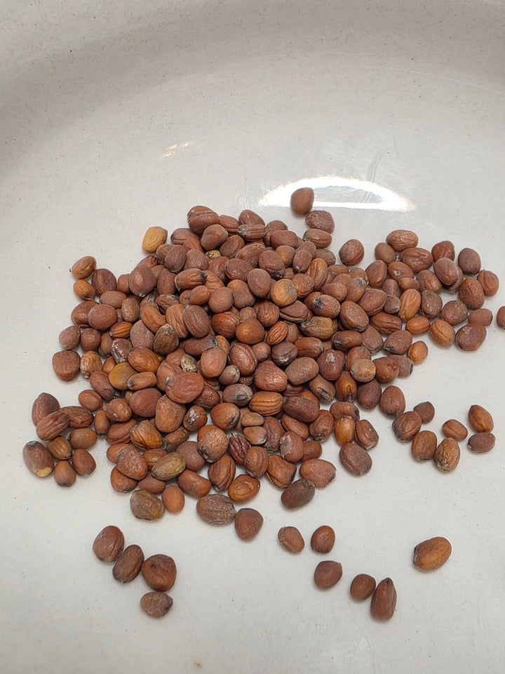 Radish - Giant White Daikon - Whitwam Organics