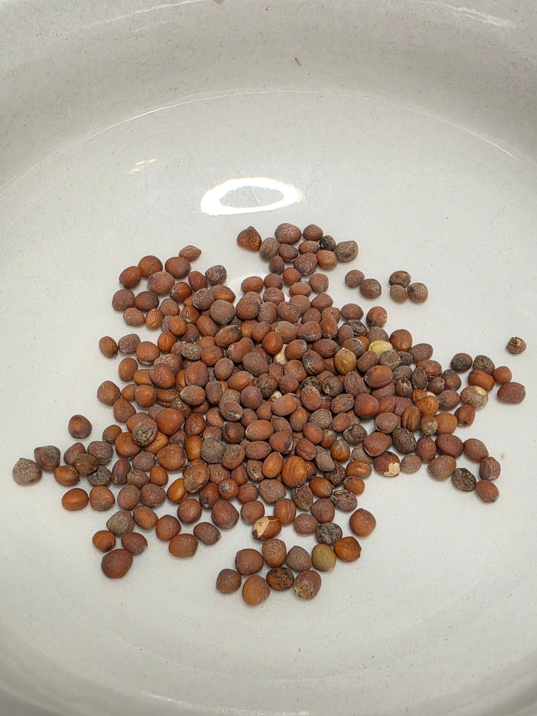 Radish - Hailstone - Whitwam Organics