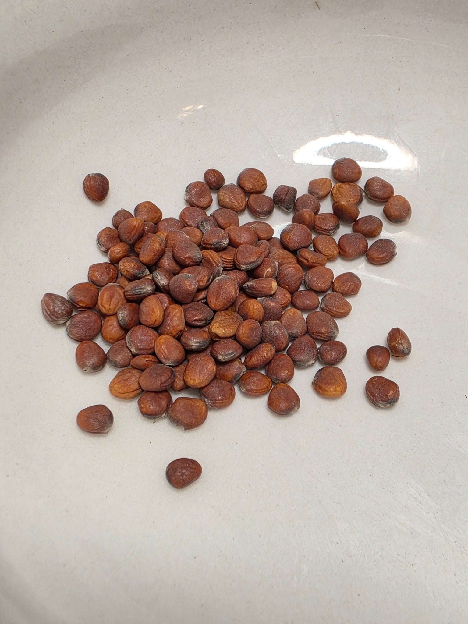 Radish - Karaine Daikon - Whitwam Organics