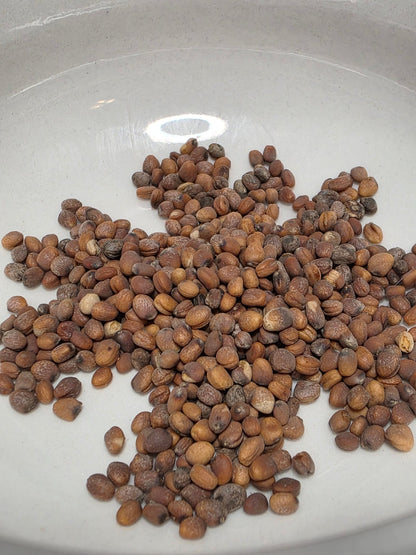 Radish - Scarlet Globe - Whitwam Organics