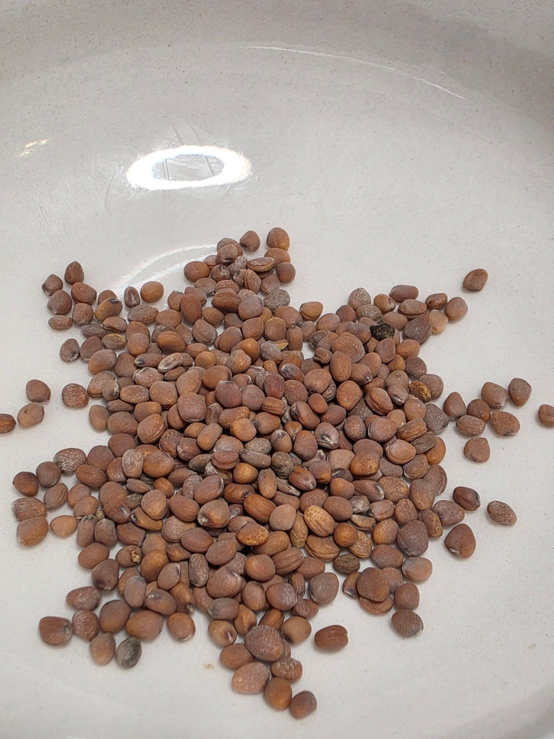 Radish - Sparkler White - Whitwam Organics