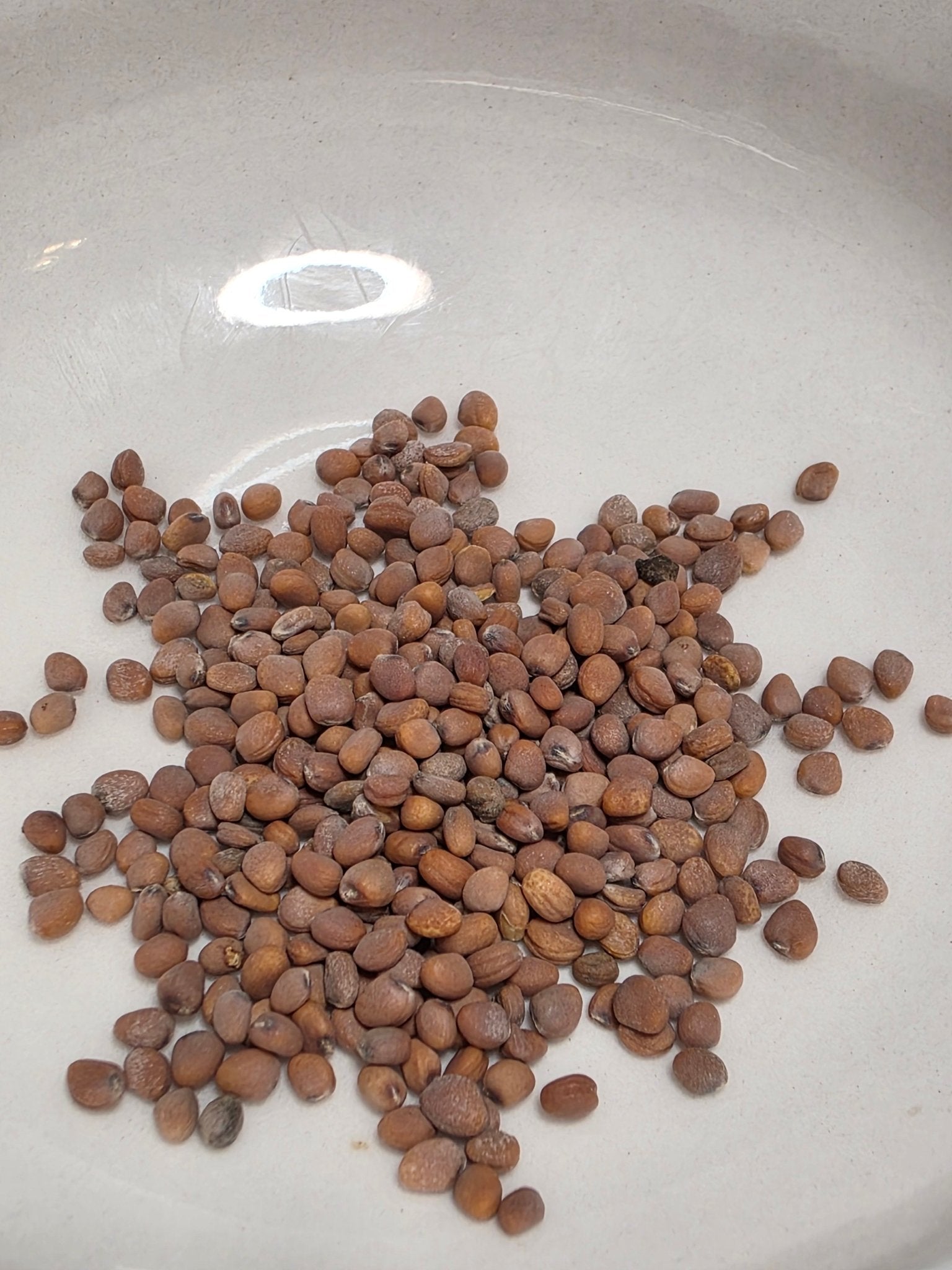 Radish - Sparkler White - Whitwam Organics