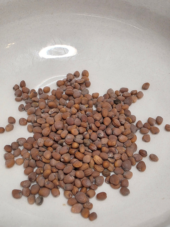 Radish - Sparkler White - Whitwam Organics