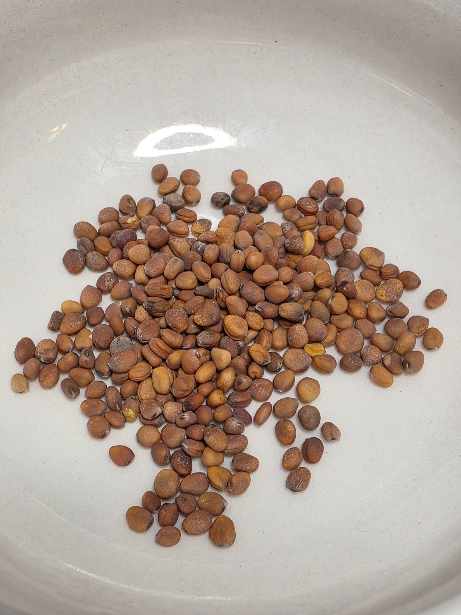 Radish - Watermelon radish/ Mantanghong Beauty Heart - Whitwam Organics