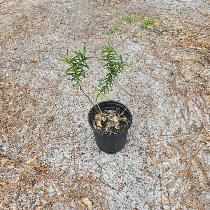 Milkweed- Butterflyweed (Asclepias tuberosa) (Florida Native)