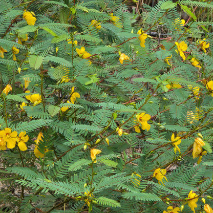 Pea-Partridge Pea (Florida Native)