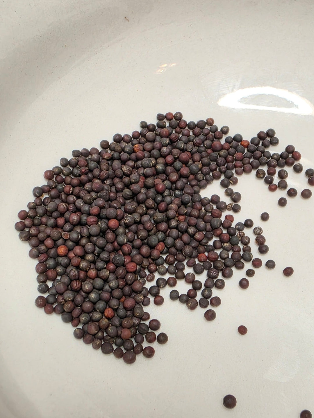 Rutabaga - American Purple Top - Whitwam Organics