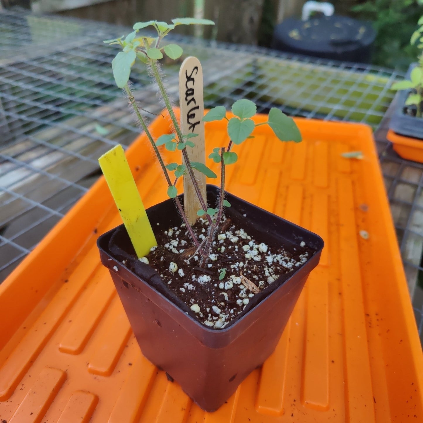 Salvia - Tropical Salvia (Scarlet Sage) (Florida Native) - Whitwam Organics