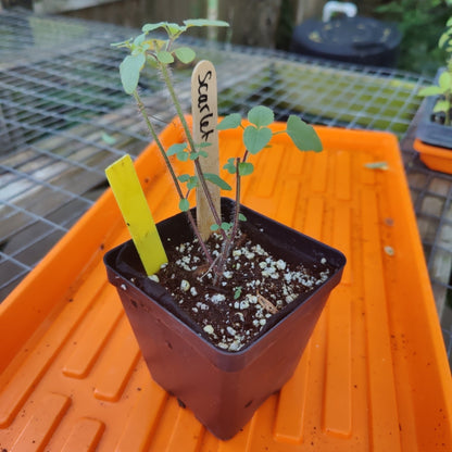 Salvia - Tropical Salvia (Scarlet Sage) (Florida Native) - Whitwam Organics