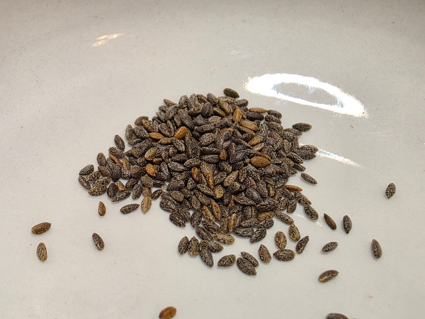 Salvia - Tropical Salvia (Scarlet Sage) (Florida Native) - Whitwam Organics