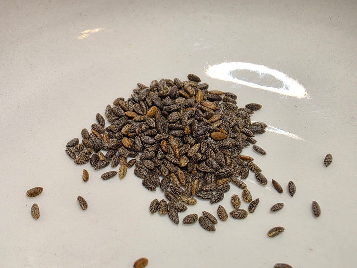 Salvia - Tropical Salvia (Scarlet Sage) (Florida Native) - Whitwam Organics