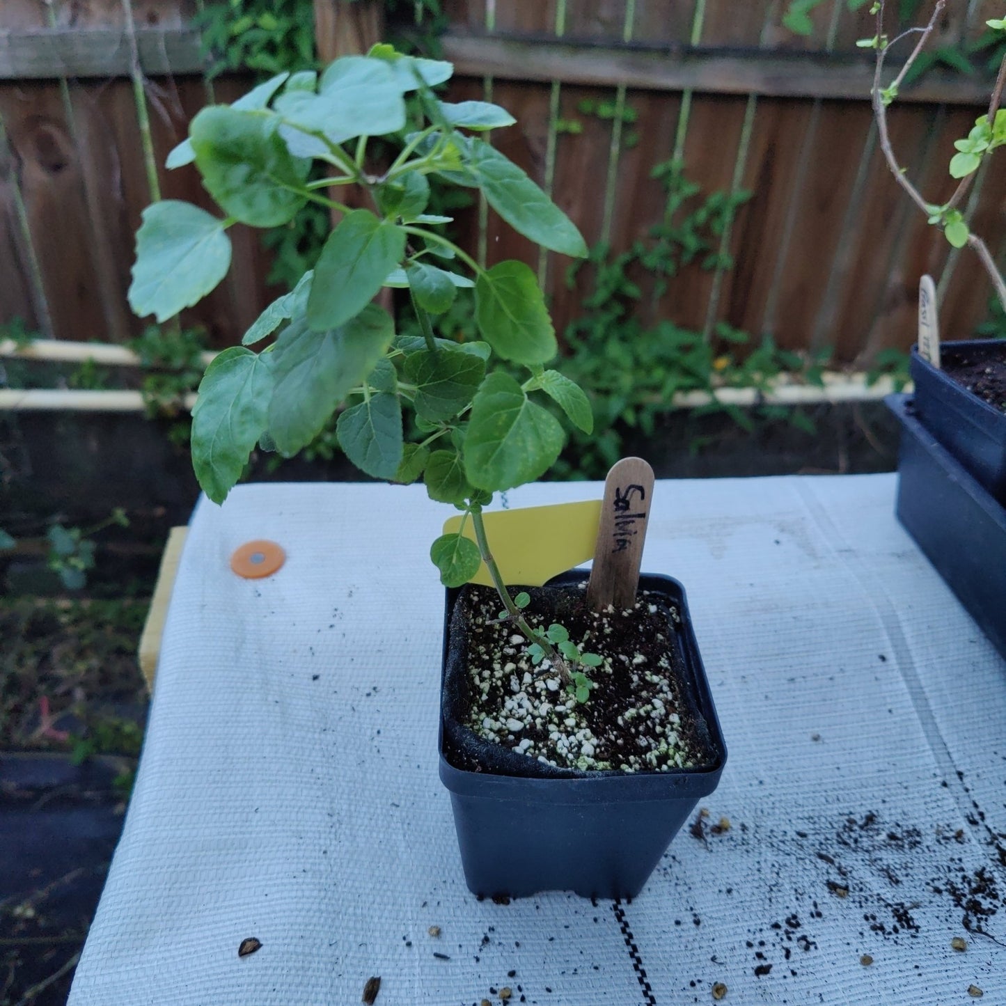 Salvia - Tropical Salvia (Scarlet Sage) (Florida Native) - Whitwam Organics