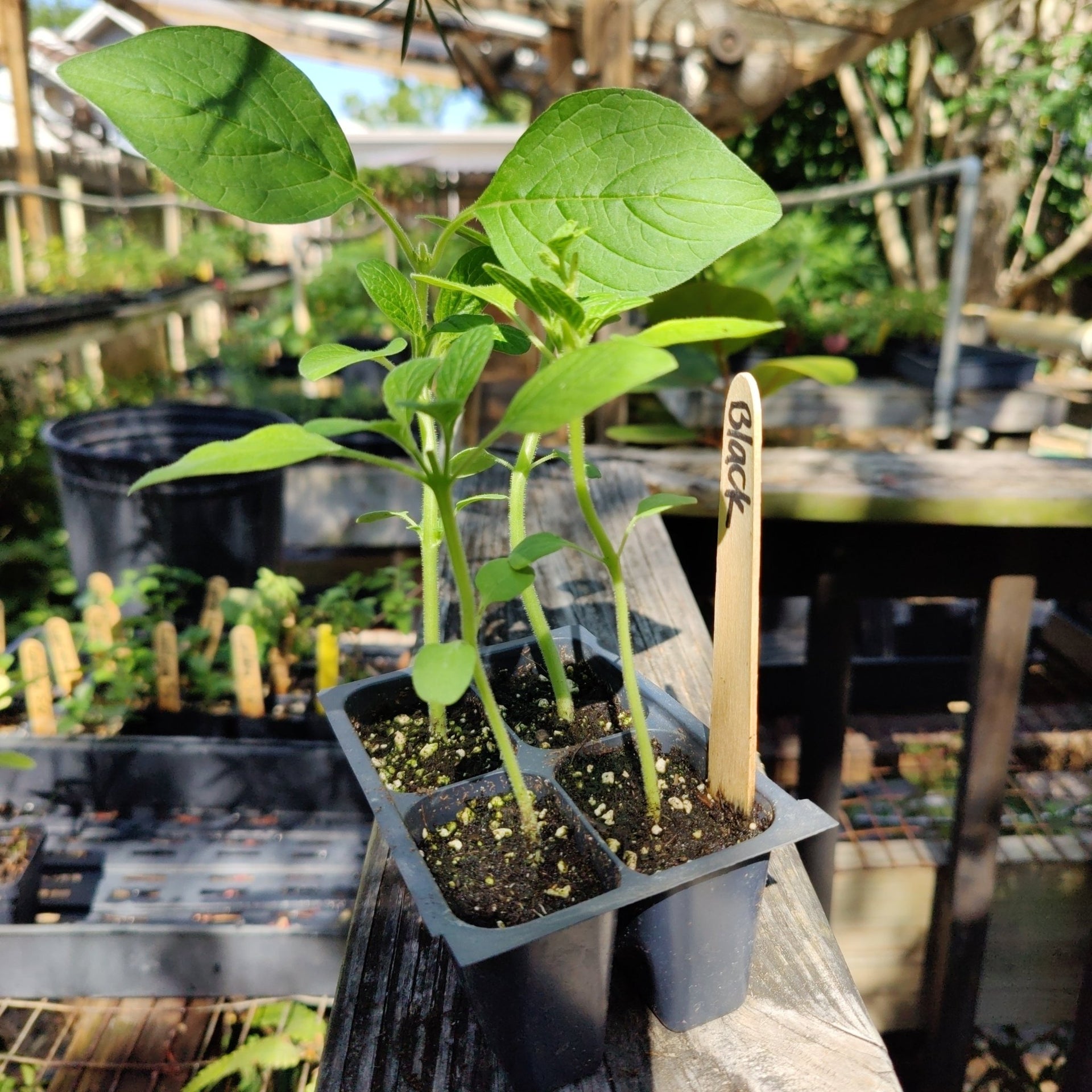 black sesame seeds plant Sesame- Black Seed – Whitwam Organics