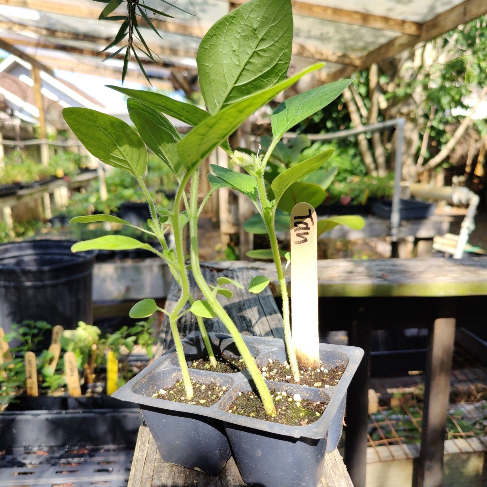 Sesame - Tan Seed - Whitwam Organics