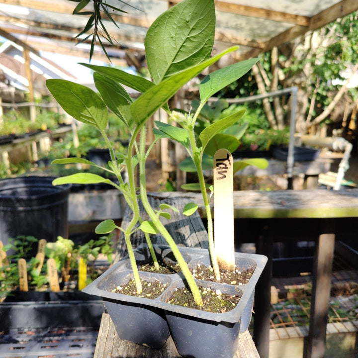 Sesame - Tan Seed - Whitwam Organics