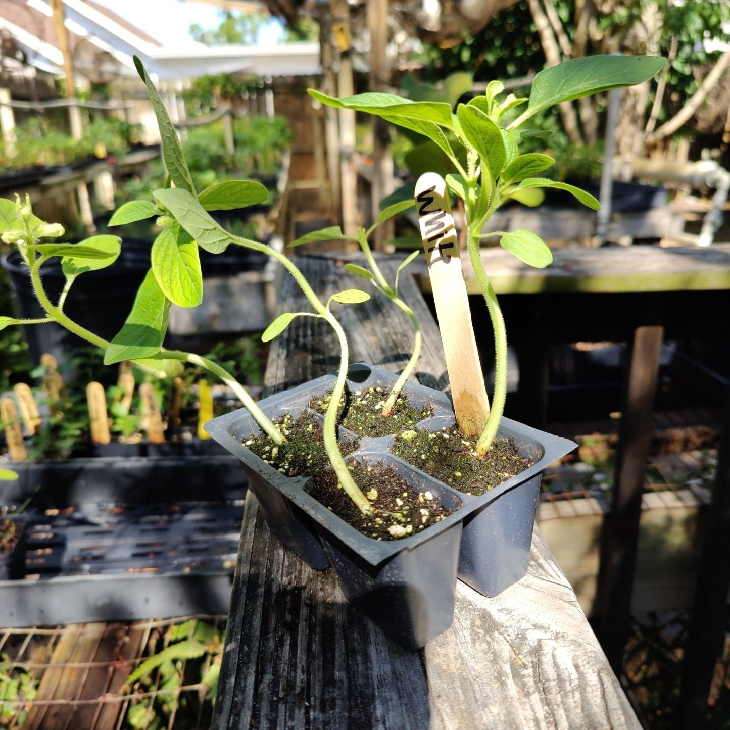 Sesame - White Seed - Whitwam Organics