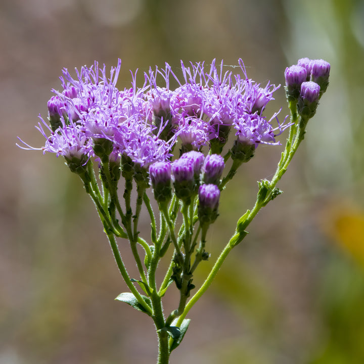 Florida Paintbrush (Carphephorus corymbosus)(Florida Native)