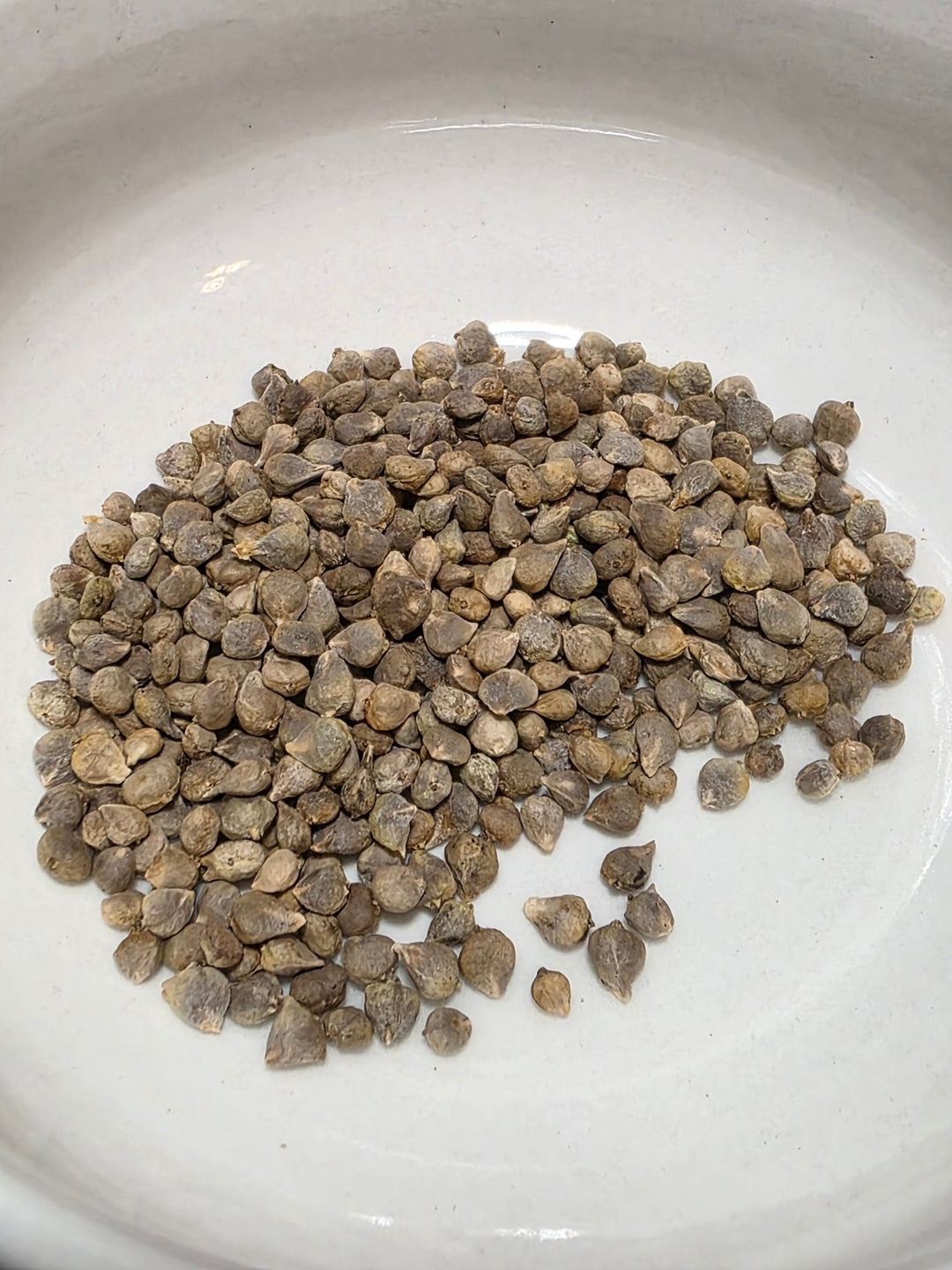 Spinach - Bloomsdale - Whitwam Organics