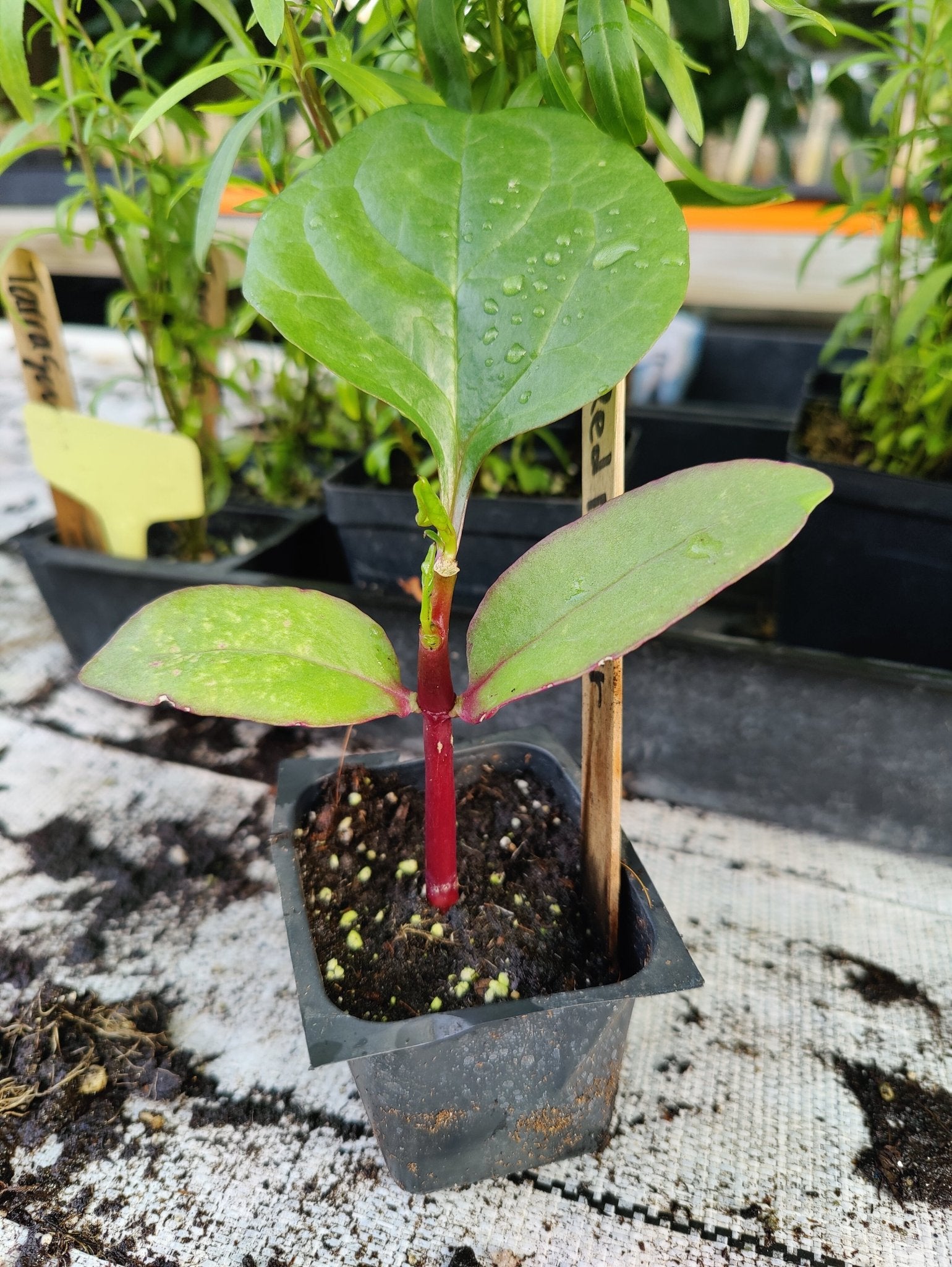 malabar spinach plants for sale Spinach- Malabar Red Stem