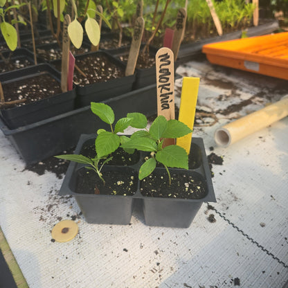 Spinach - Molokhia Egyptian - Whitwam Organics