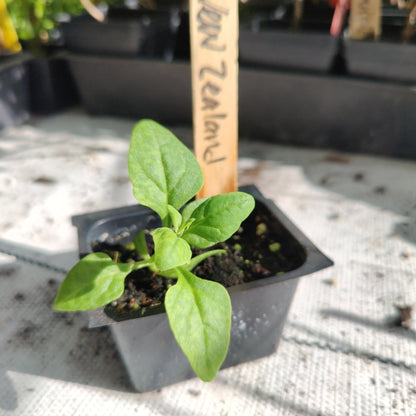 Spinach - New Zealand - Whitwam Organics