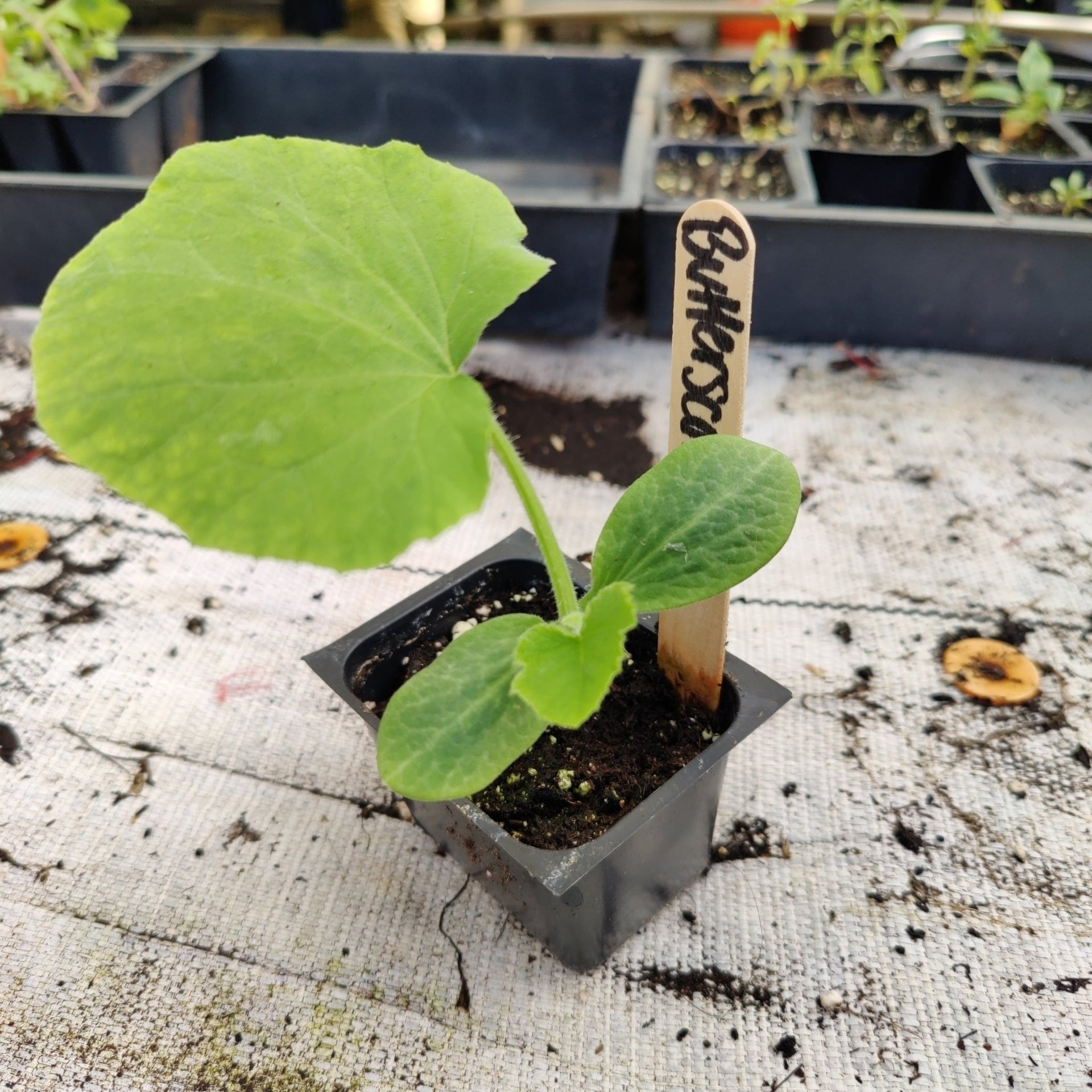 acorn squash plants in pots Squash- Butterscotch PMR Butternut – Whitwam Organics