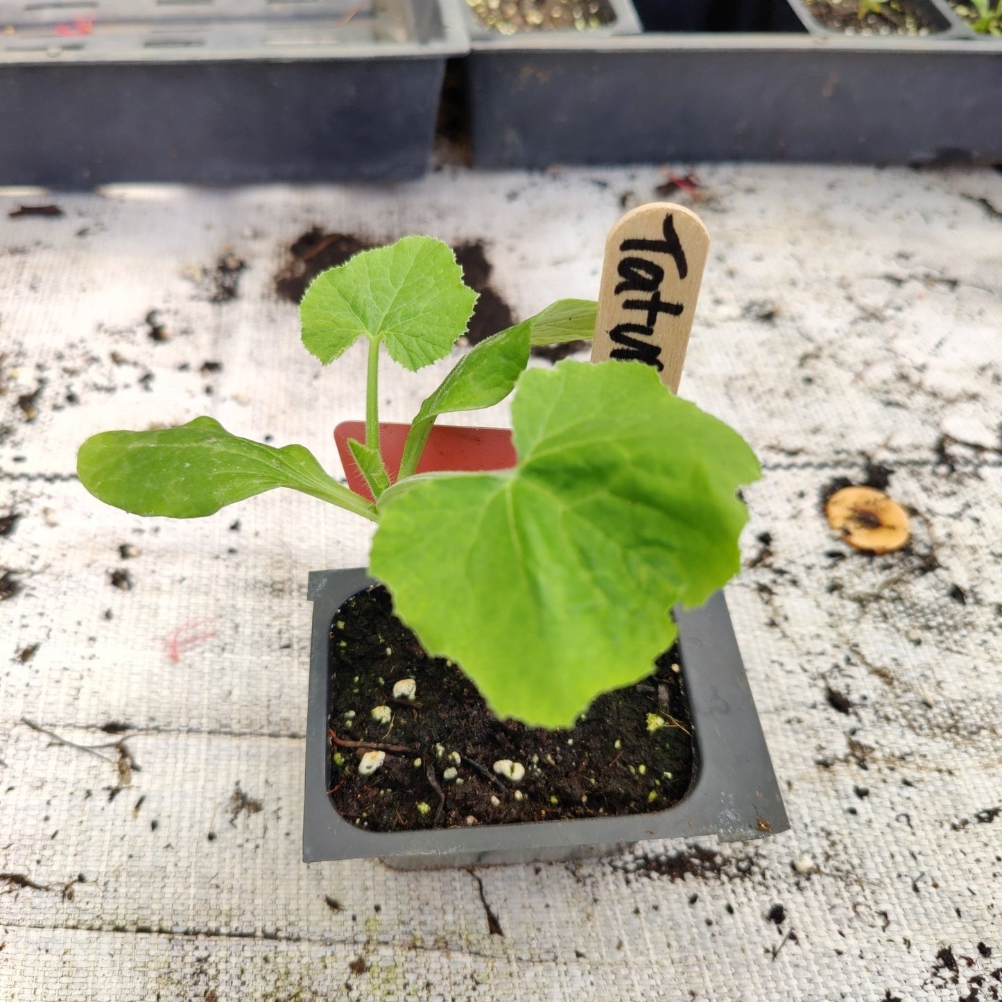 Squash - Tatume - Whitwam Organics