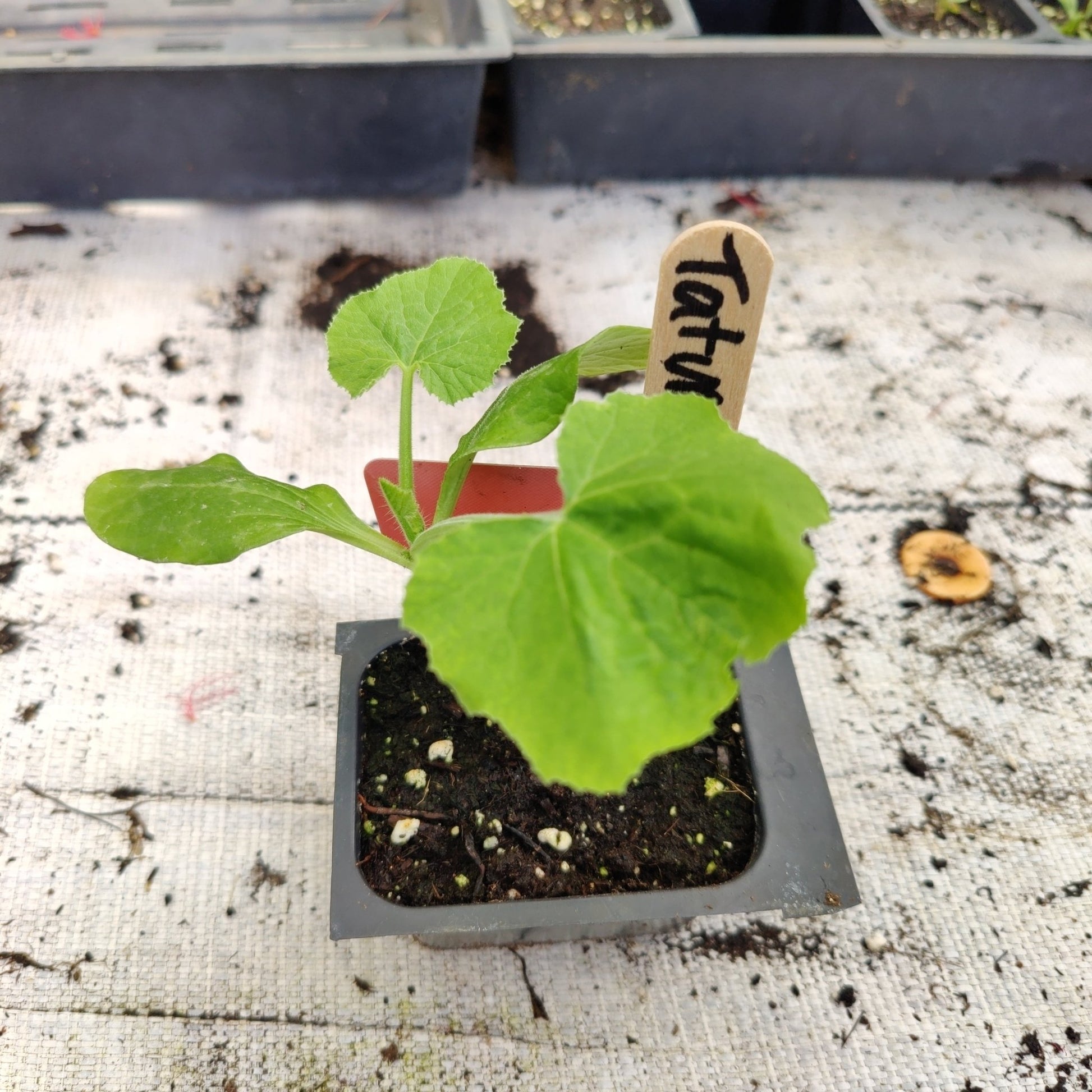 Squash - Tatume - Whitwam Organics