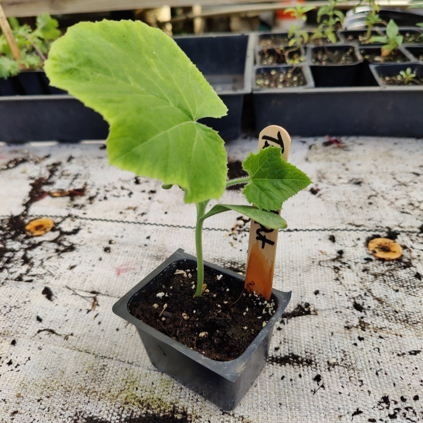 Squash - Teot Bat Put Avocado - Whitwam Organics