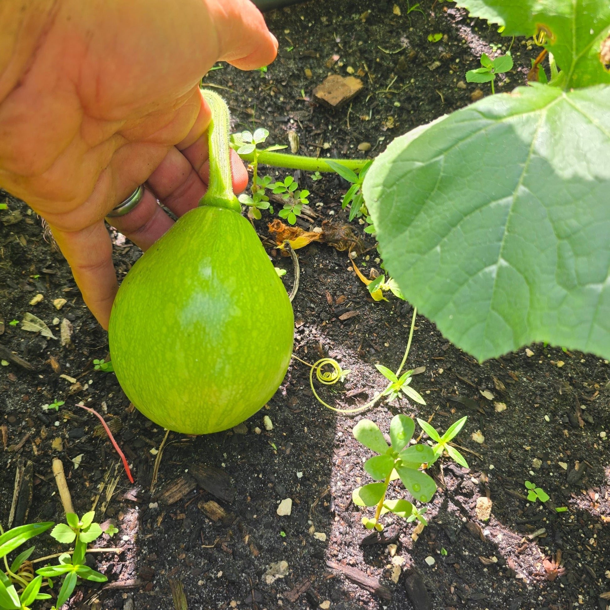 Squash-Teot Bat Put Avocado - Whitwam Organics