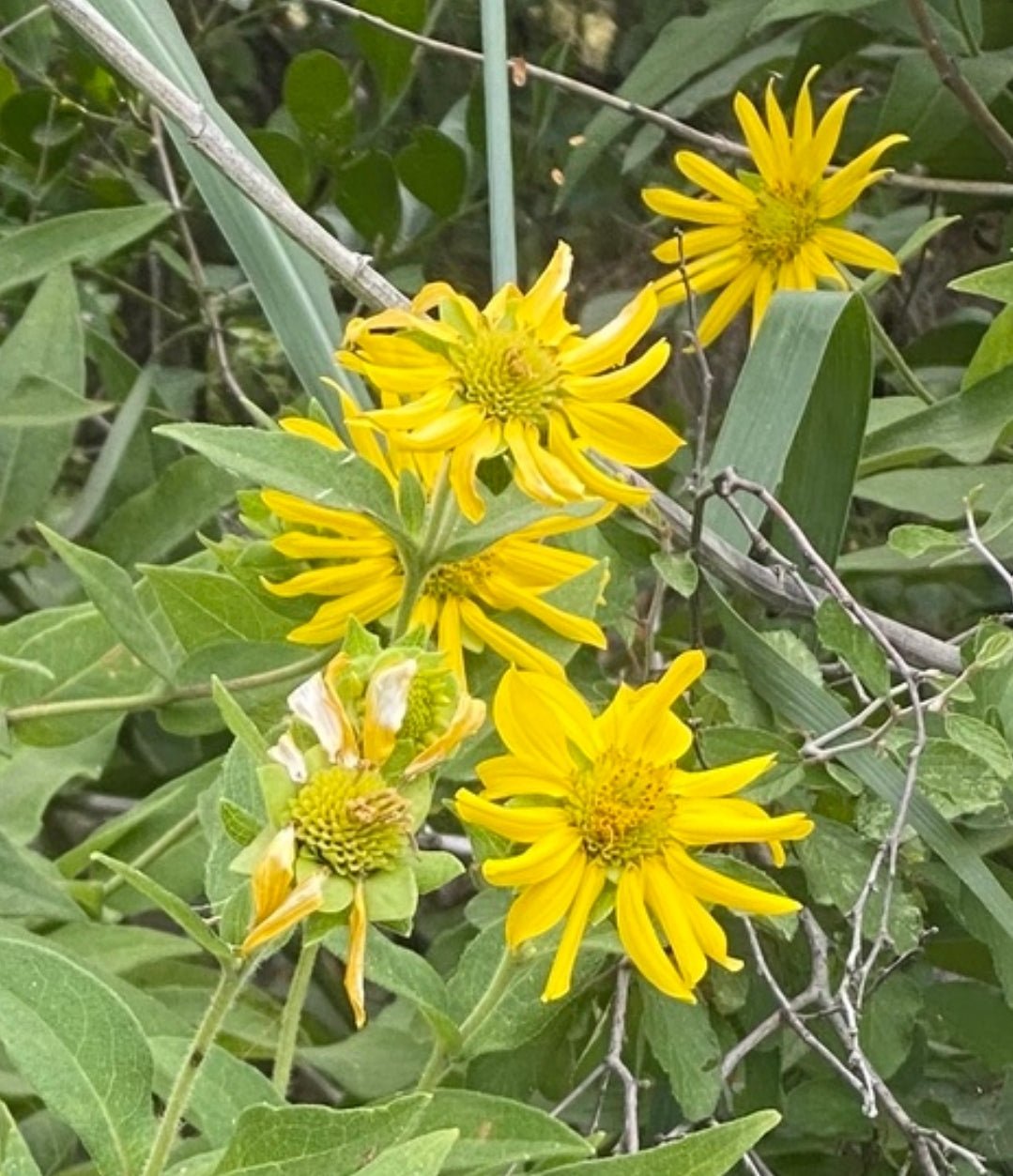 Starry Rosinweed (Silphium astericus)(Florida Native) - Whitwam Organics