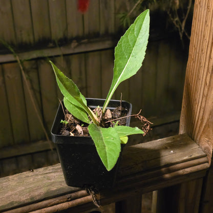Starry Rosinweed (Silphium astericus)(Florida Native) - Whitwam Organics
