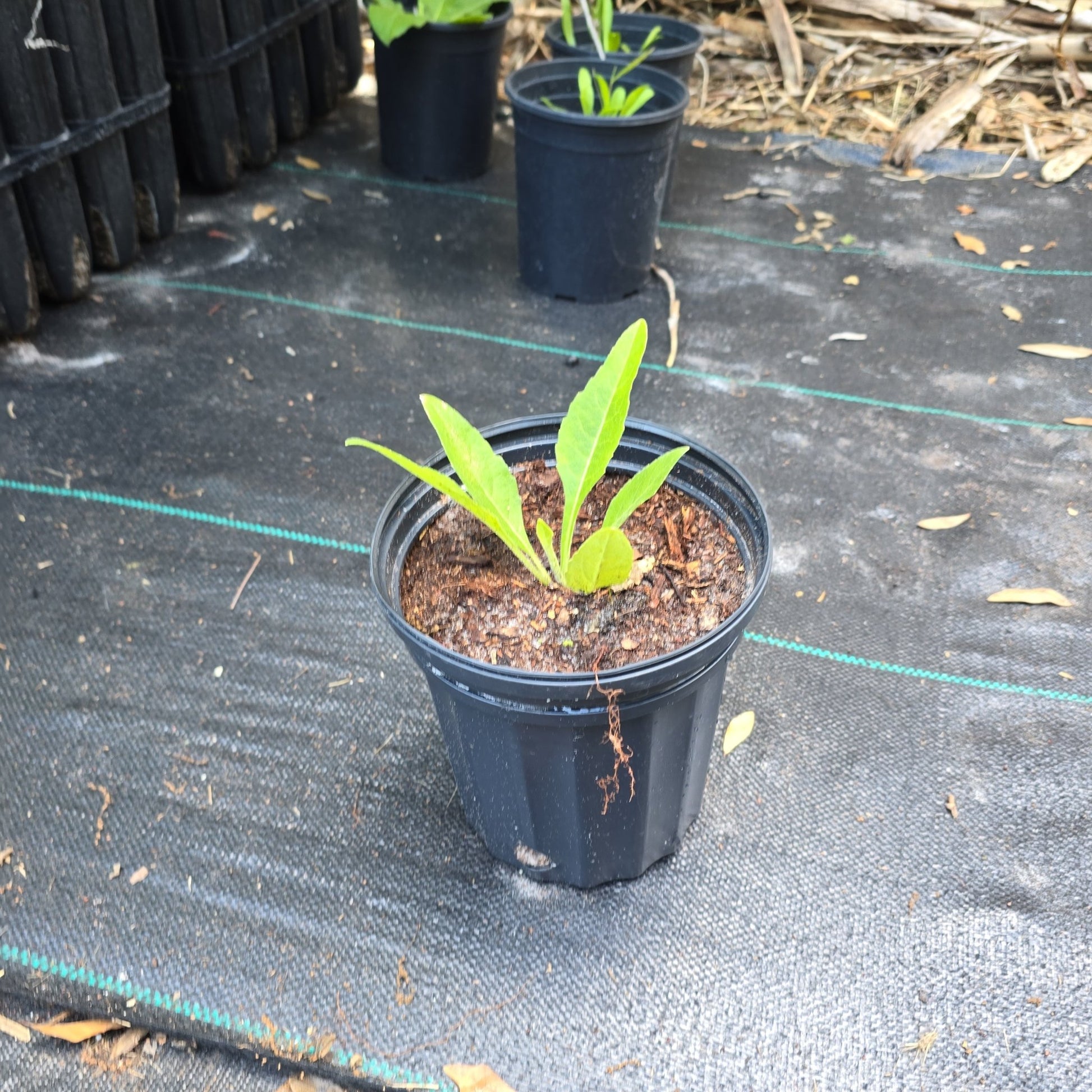 Starry Rosinweed (Silphium astericus)(Florida Native) - Whitwam Organics