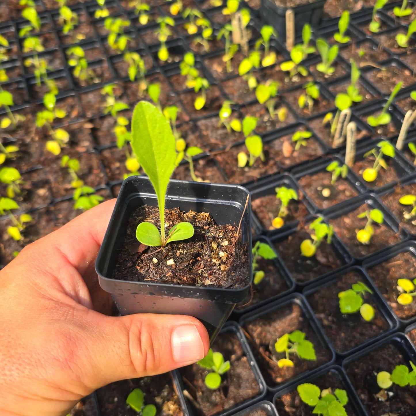 Starry Rosinweed (Silphium astericus)(Florida Native) - Whitwam Organics