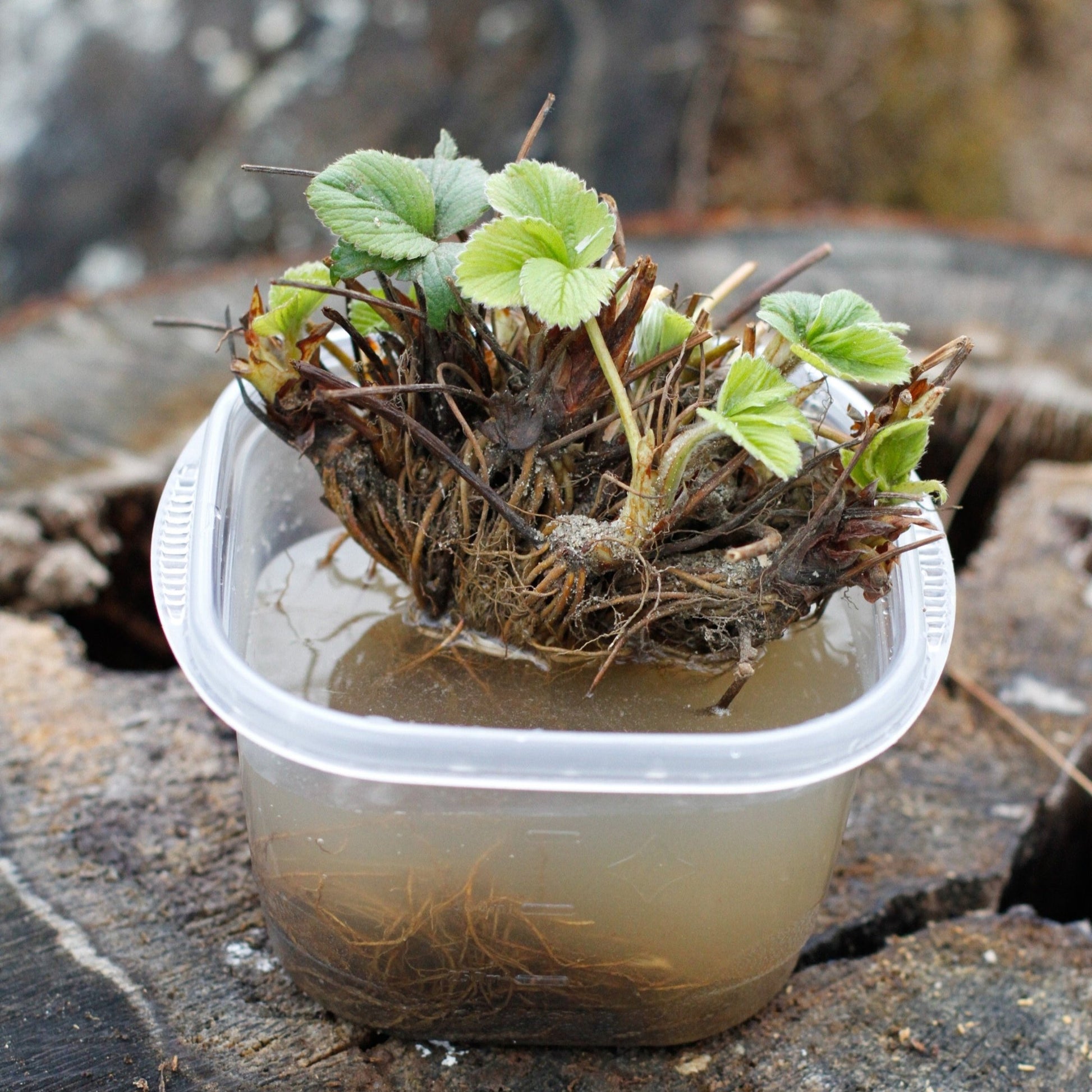 Strawberry Plants, Florida Brilliance - Whitwam Organics