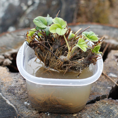 Strawberry Plants, Florida Brilliance - Whitwam Organics