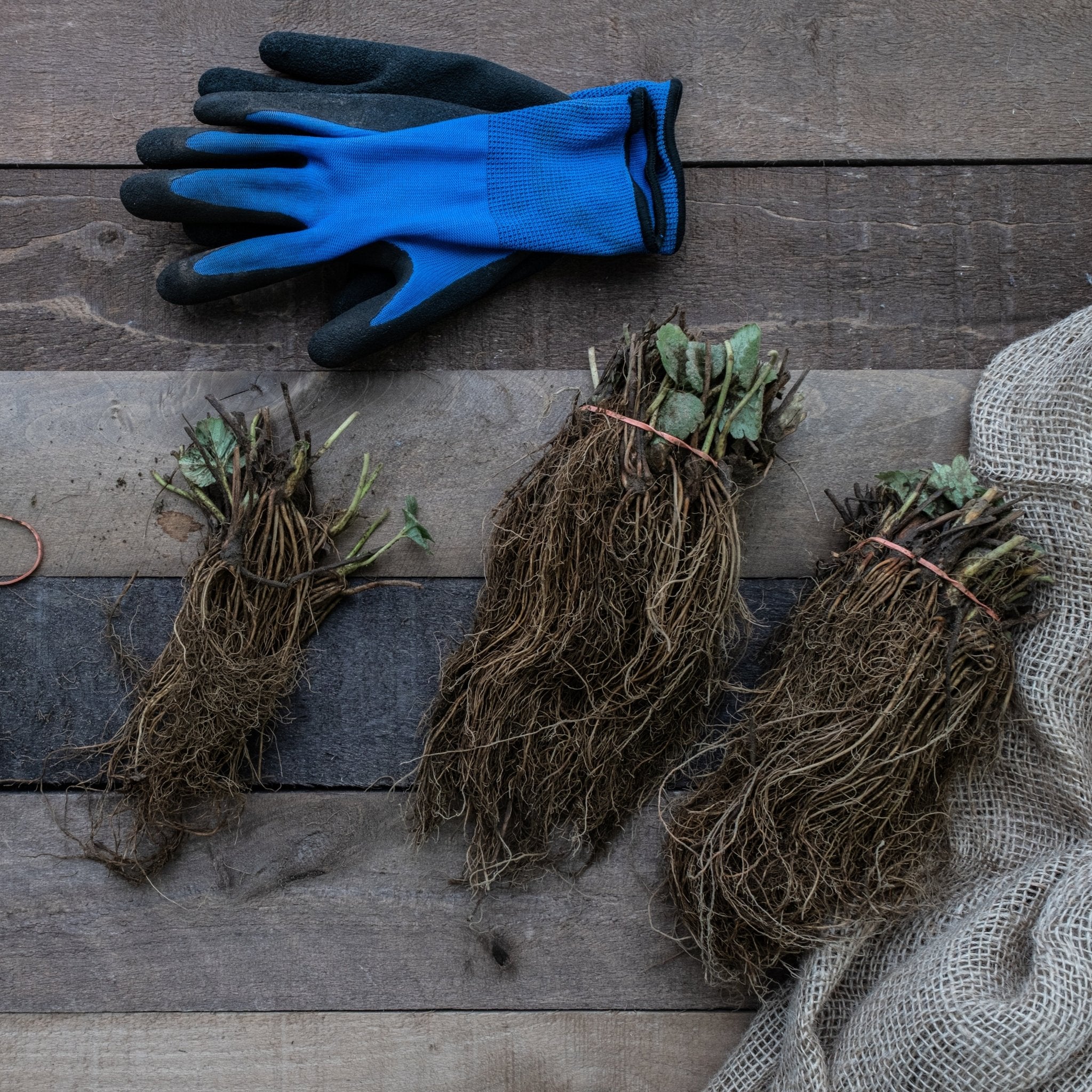 Strawberry Plants-Florida Ember – Whitwam Organics