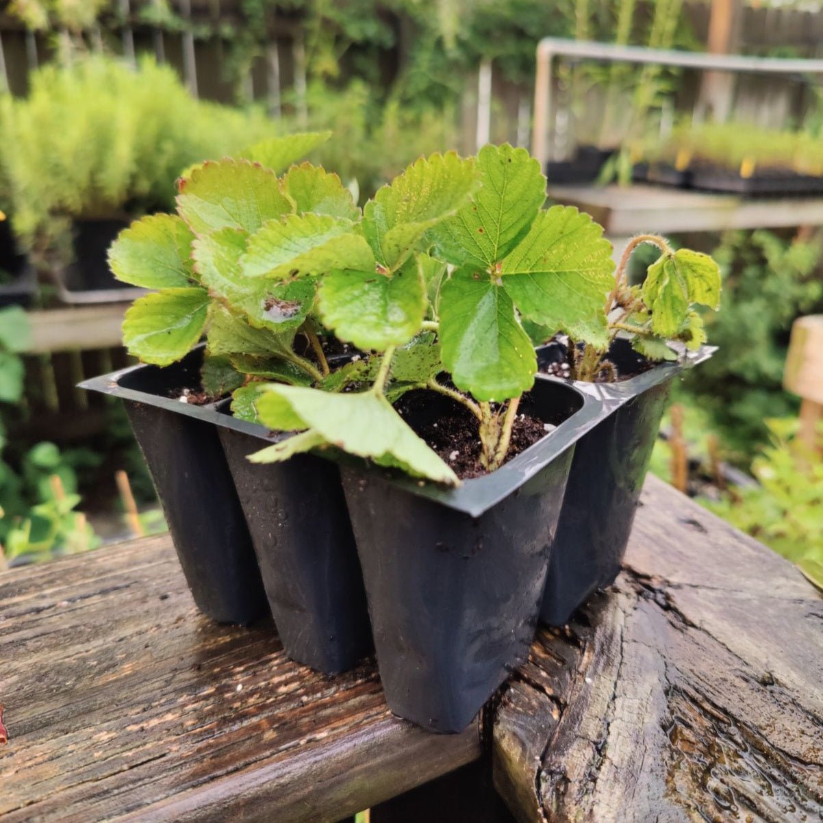 plastic plant florida Strawberry Plants-Florida Encore (Pre-Order Ships October) – Whitwam Organics