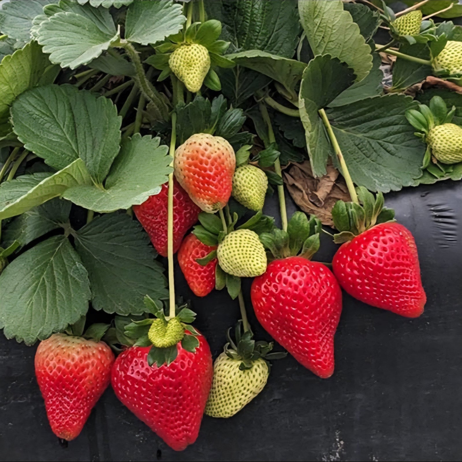 Strawberry Plants - Florida Ember (Fall Pre - order) - Whitwam Organics
