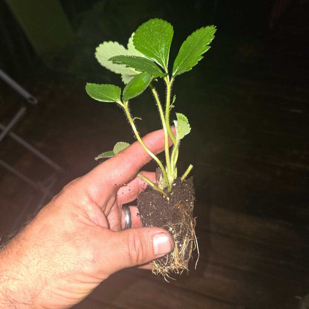 Strawberry Plants - Florida Encore - Whitwam Organics