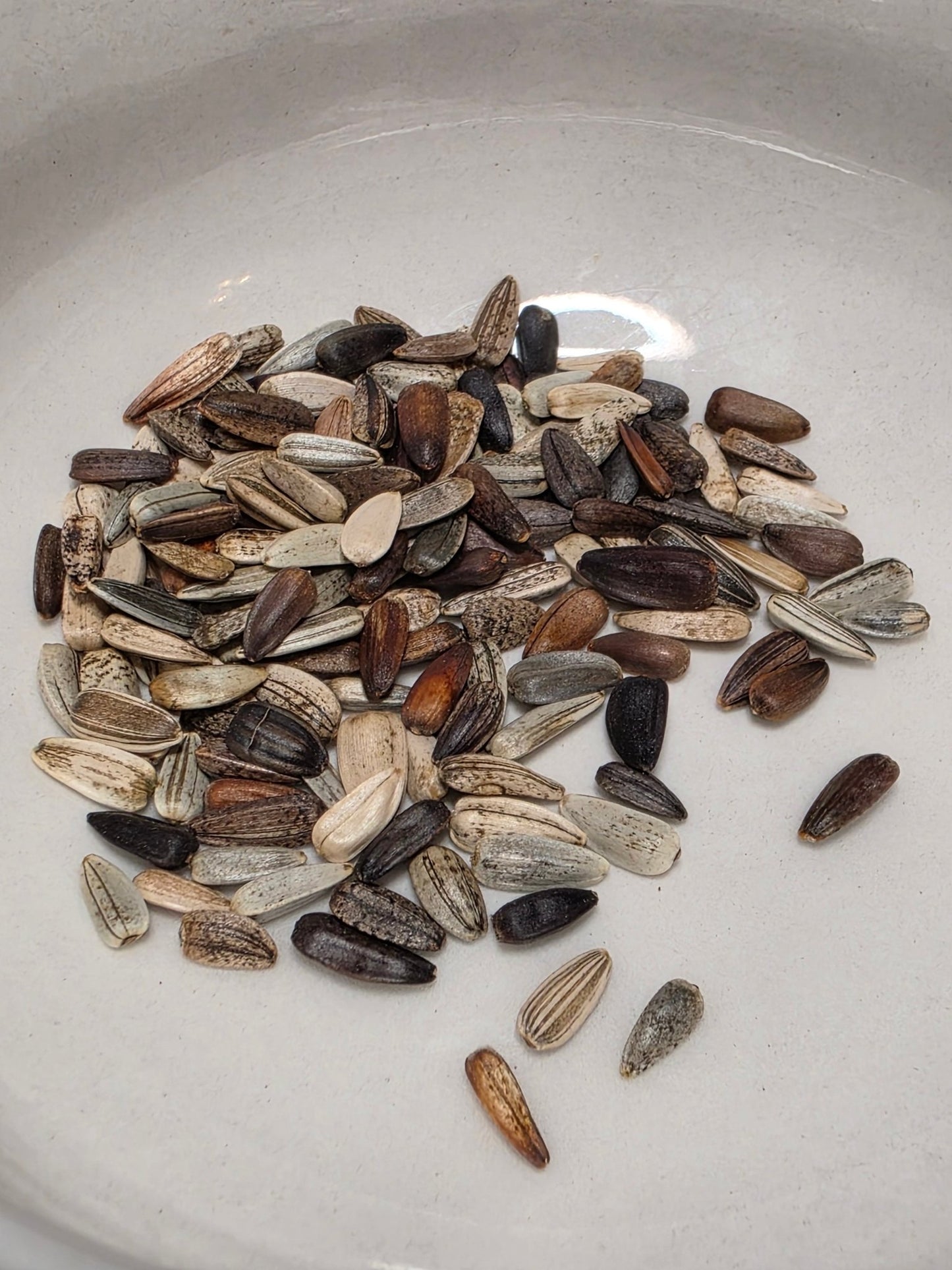 Sunflower - Autumn Beauty - Whitwam Organics