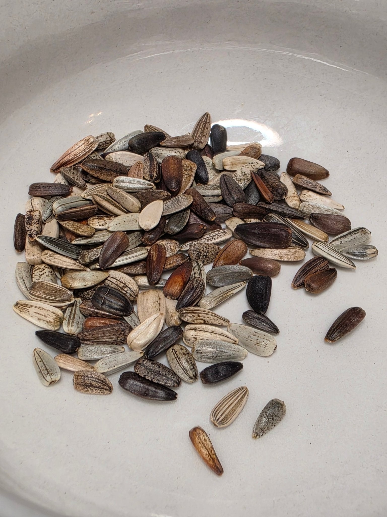 Sunflower - Autumn Beauty - Whitwam Organics