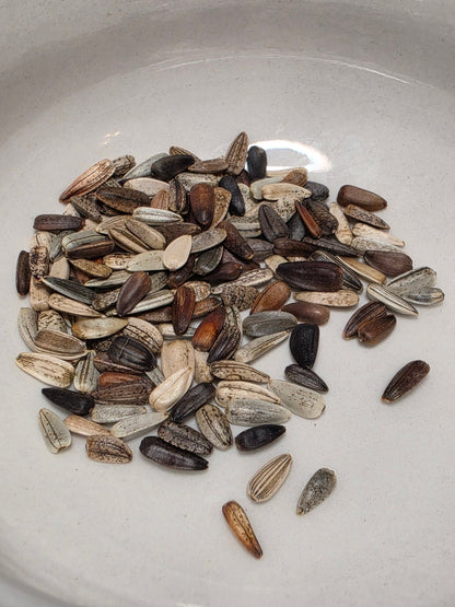 Sunflower - Autumn Beauty - Whitwam Organics