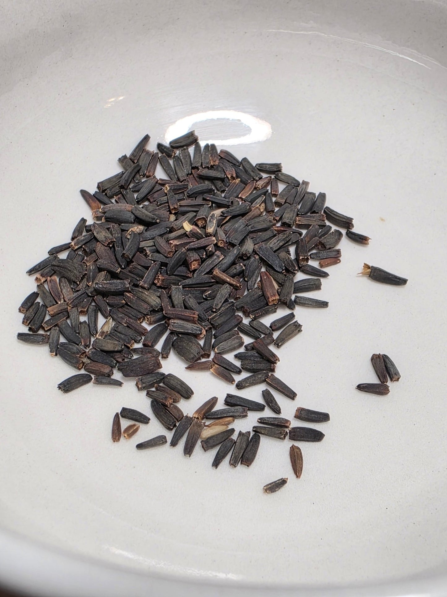 Sunflower - Early Sunflower (Heliopsis helianthoides) (Florida Native) - Whitwam Organics